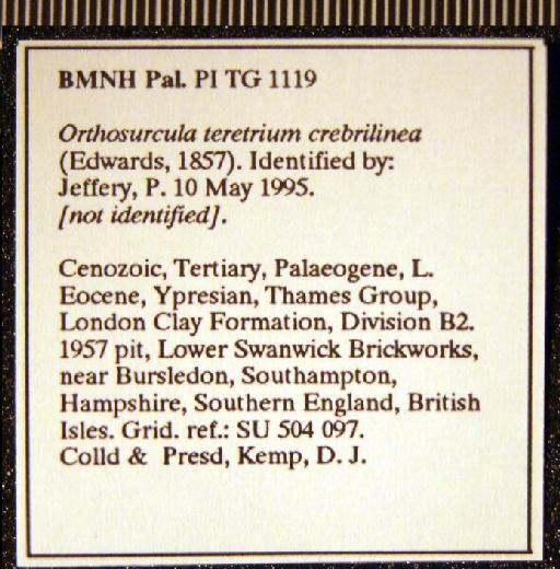 Turricula (Orthosurcula) teretrium crebrilinea (Edwards, 1857) - TG 1119. Turricula (Orthosurcula) teretrium crebrilinea (label 2)