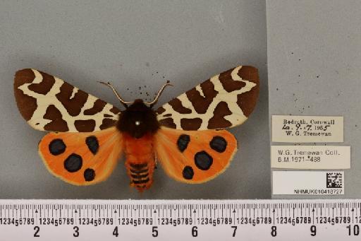 Arctia caja (Linnaeus, 1758) - NHMUK_010418727_531475