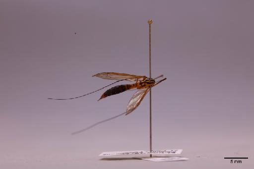 Tipulidae Latreille, 1802 - 013741292_lateral