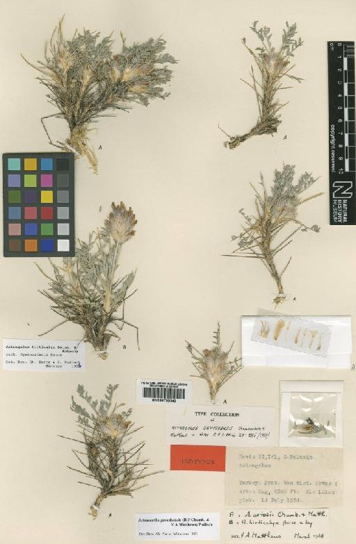 Astragalus gevashensis D.F.Chamb. & V.A.Matthews - BM000796040