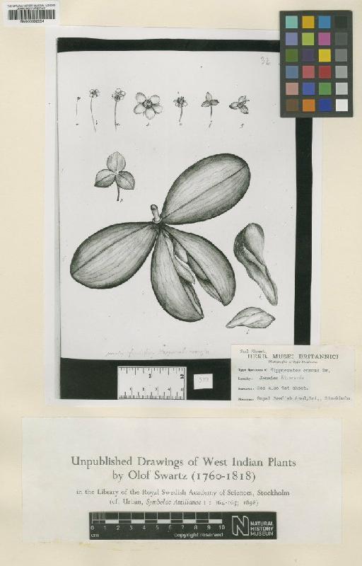 Hylenaea comosa (Sw.) Miers - BM000992054