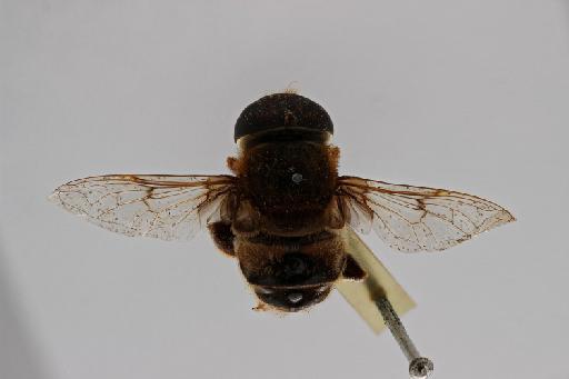 Phytomia bulligera (Austen, 1909) - Phytomia bulligera ST male dorsal