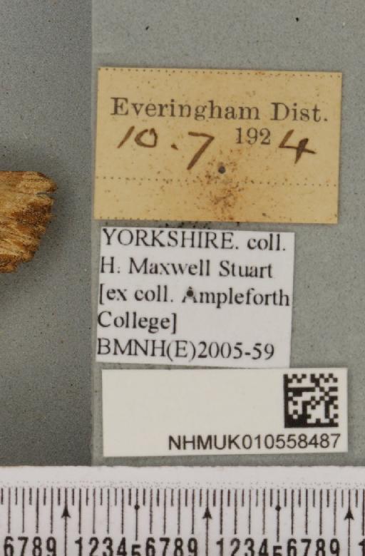 Apamea sublustris (Esper, 1788) - NHMUK_010558487_label_616071