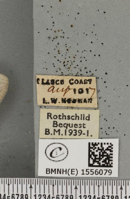 Dicallomera fascelina ab. callunae Peets, 1908 - BMNHE_1556079_label_255854