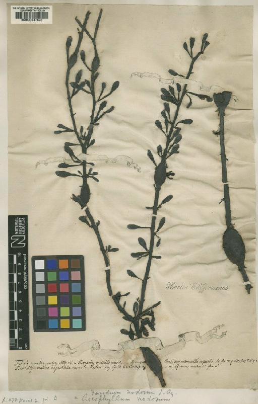 Fucus nodosus L. - BM000647628