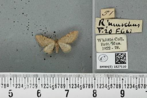 Eupithecia indigata (Hübner, 1813) - BMNHE_1827110_401154