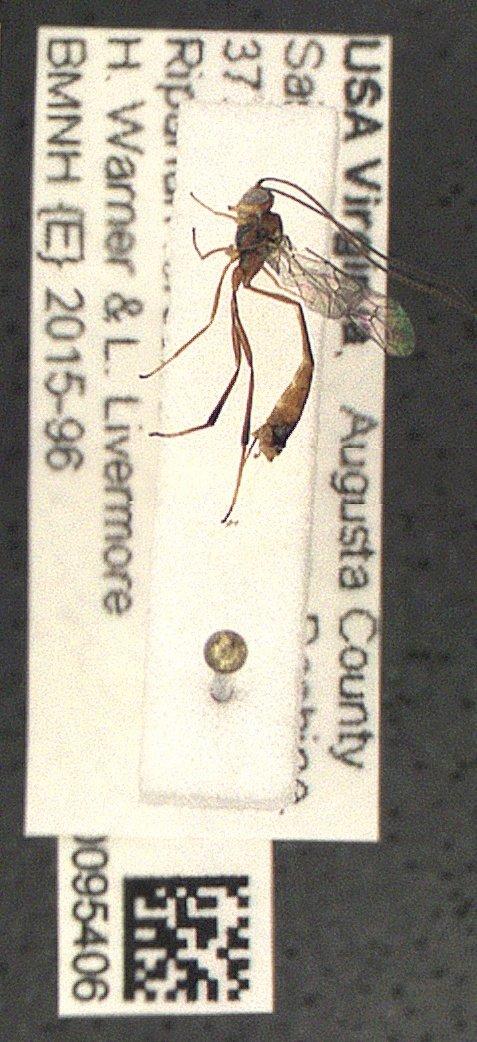 Ichneumonidae - Ichneumonidae 010095406