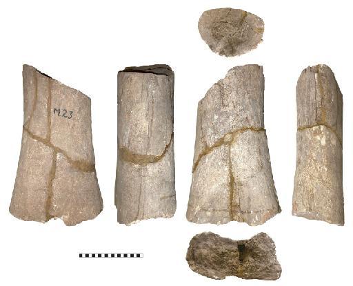 Eusauropoda Upchurch, 1995 - PV R 38164 - Humerus