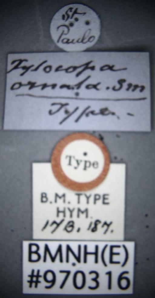 Xylocopa ornata Smith, F., 1874 - Xylocopa ornata BMNH(E)970316 type female labels 1