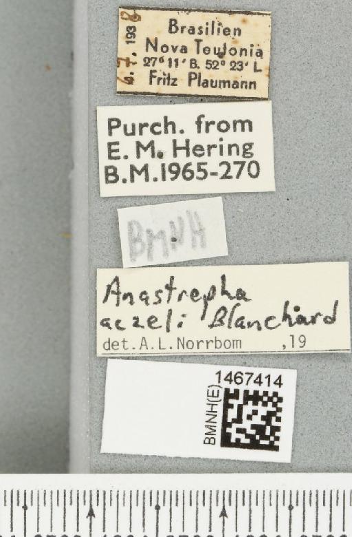 Anastrepha aczeli Blanchard, E.E., 1961 - BMNHE_1467414_label_40309