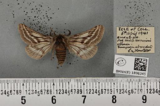 Lycia zonaria atlantica (Harrison, 1938) - BMNHE_1898345_491217