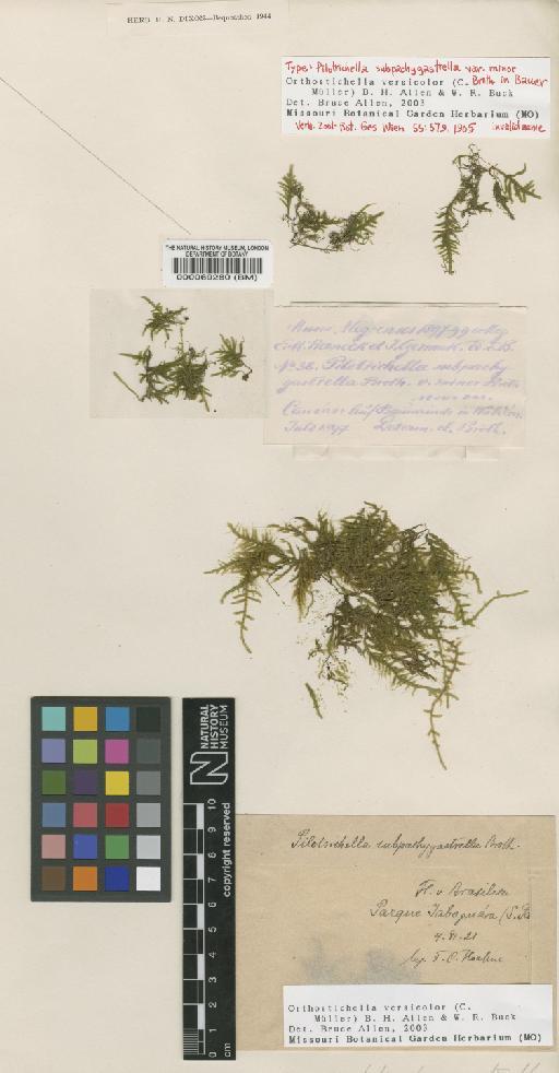 Orthostichella pachygastrella (Müll.Hal. ex Ångström) B.H.Allen & Magill - BM000069280_a