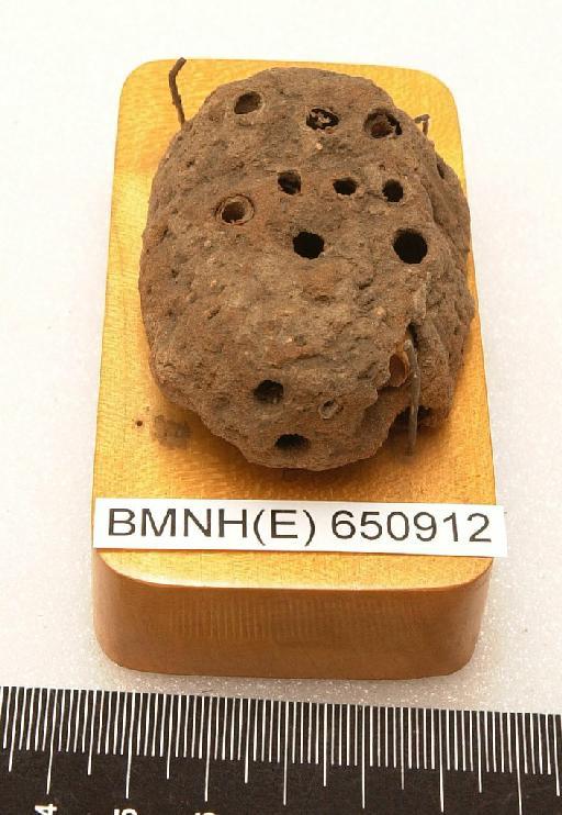 Megachile Latreille, 1802 - Hymenoptera Nest BMNH(E) 650912