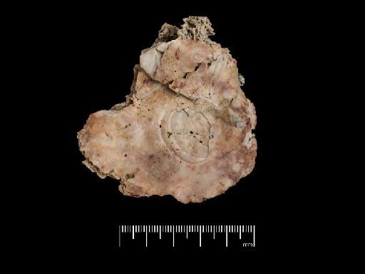 Ostrea Rafinesque, 1815 - NHM-UK_PI_OR_35208.1