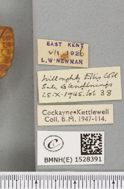 Euthrix potatoria ab. lilacina Cockayne, 1951 - BMNHE_1528391_label_196899