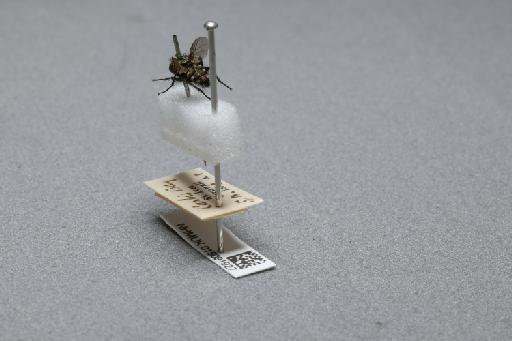 Sarcophaga (Myorhina) nigriventris Meigen, 1826 - 015091927_additional_2