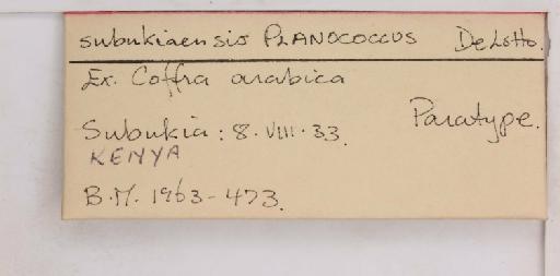 Planococcus kenyae (Le Pelley, 1935) - 010167248_additional