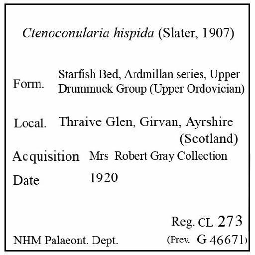 Ctenoconularia hispida (Slater, 1907) - CL 273. Ctenoconularia hispida (label)