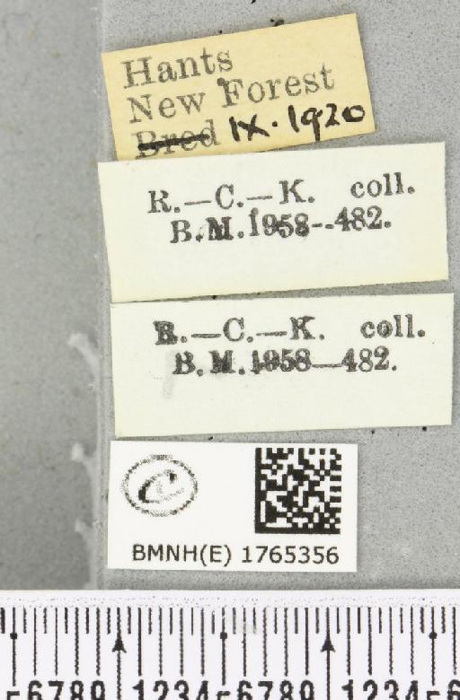 Chloroclysta siterata (Hufnagel, 1767) - BMNHE_1765356_label_346573
