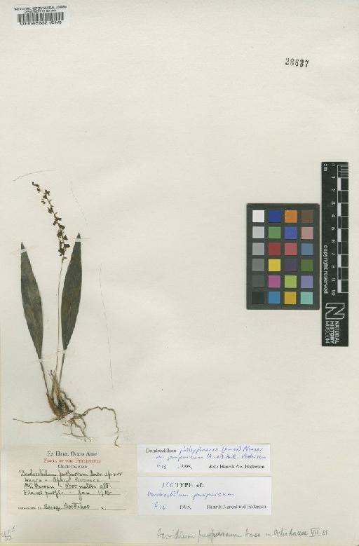 Dendrochilum philippinense var. purpureum (Ames) H.A.Pedersen - BM000048932