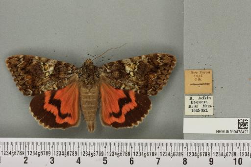 Catocala sponsa (Linnaeus, 1767) - NHMUK_010478427_544134