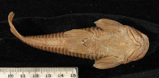 Callichthys affinis Günther, 1864 - 1861.5.7.1-4b; Callichthys affinis; ventral view; ACSI Project image