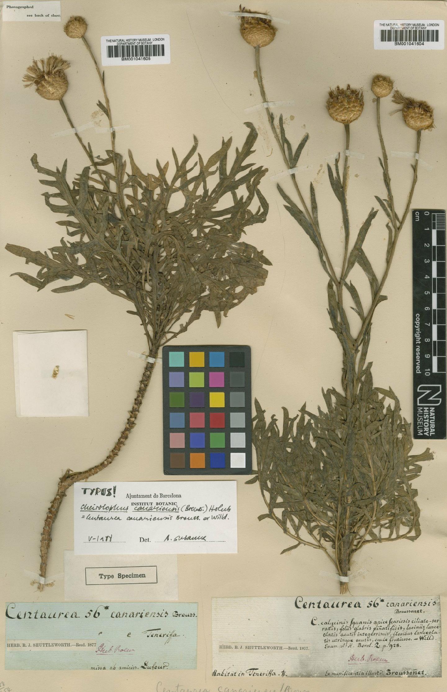 To NHMUK collection (Centaurea canariensis Willd.; TYPE; NHMUK:ecatalogue:1184418)