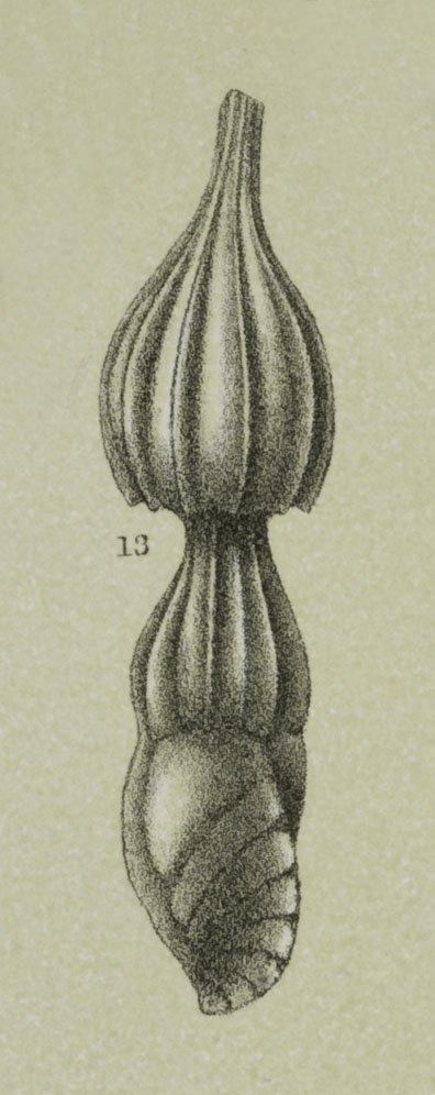 Amphicoryne sp. - ZF1067_113_13_Amphicoryna_sp-nov(2).jpg