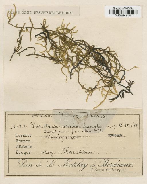 Papillaria pseudofunalis Müll.Hal. - BM000961144