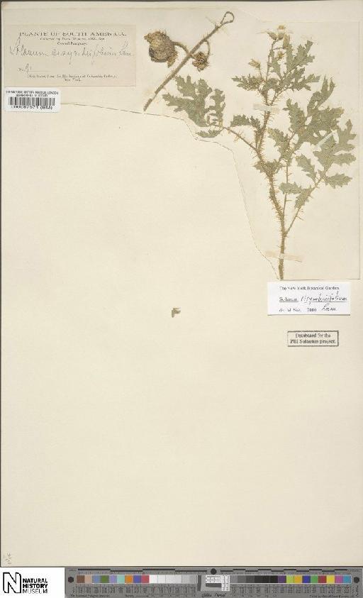 Solanum sisymbriifolium Lam. - BM000087571