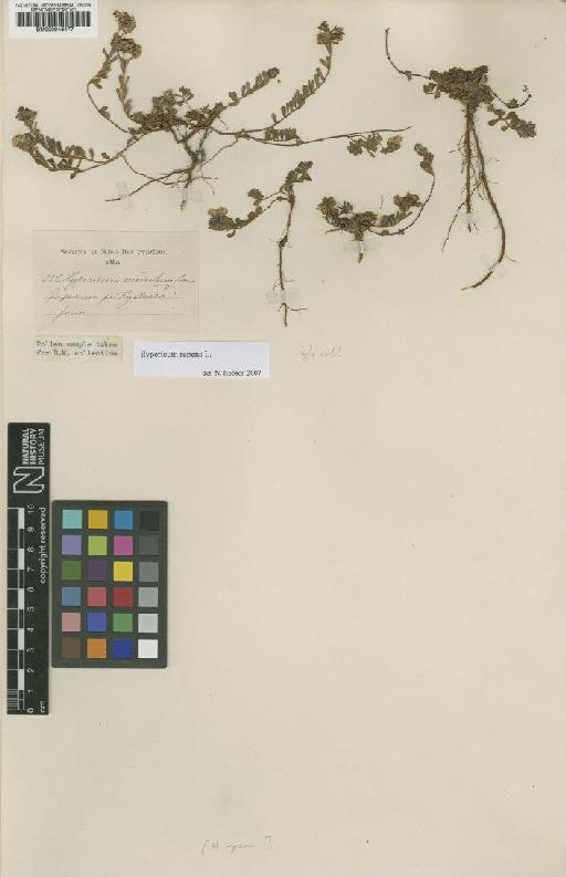 Hypericum modestum Boiss. - BM000946477
