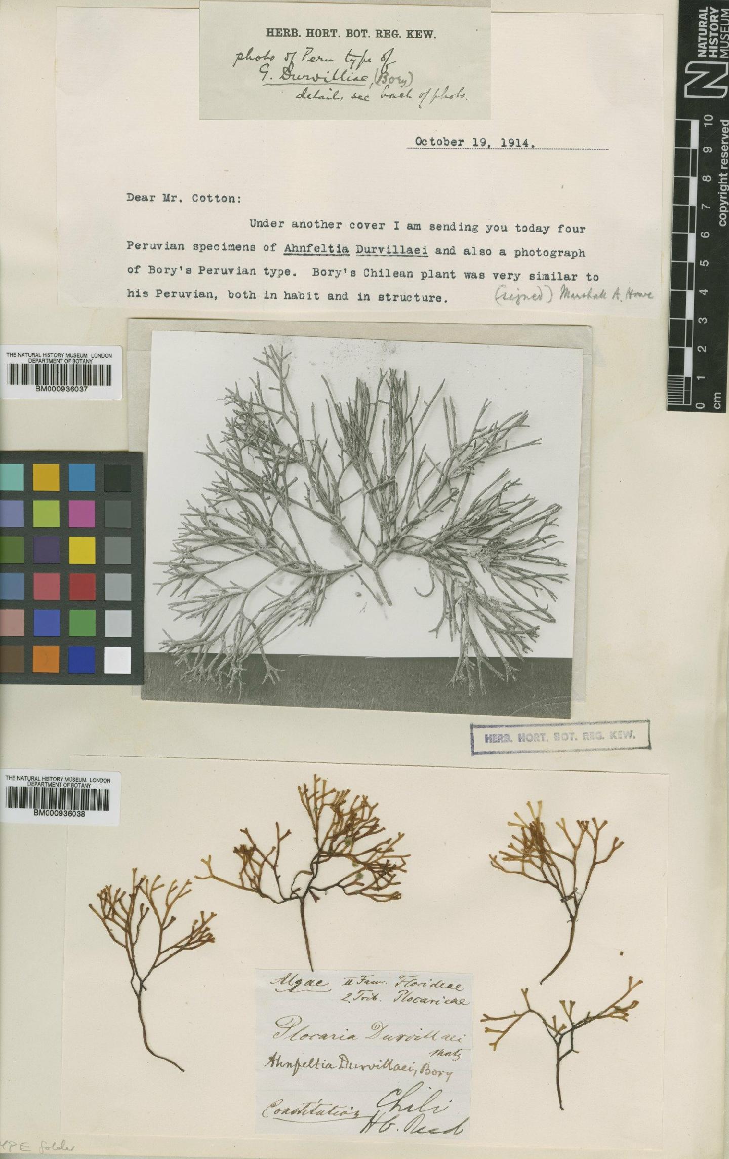To NHMUK collection (Ahnfeltia durvillei Bory; NHMUK:ecatalogue:432308)