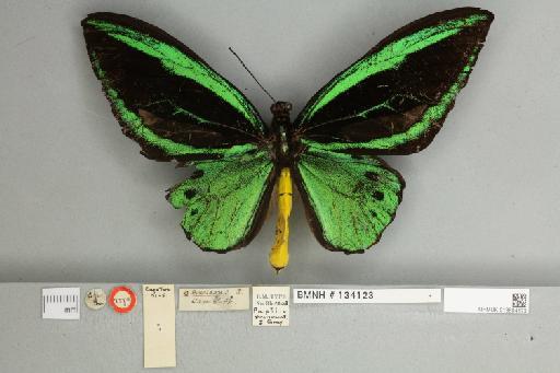 Ornithoptera priamus pronomus Gray, 1852 - 013604173__
