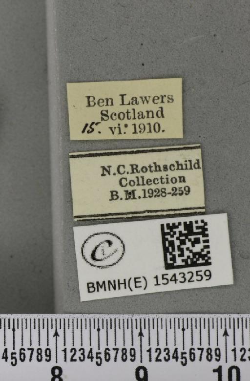 Thyatira batis (Linnaeus, 1758) - BMNHE_1543259_label_234926