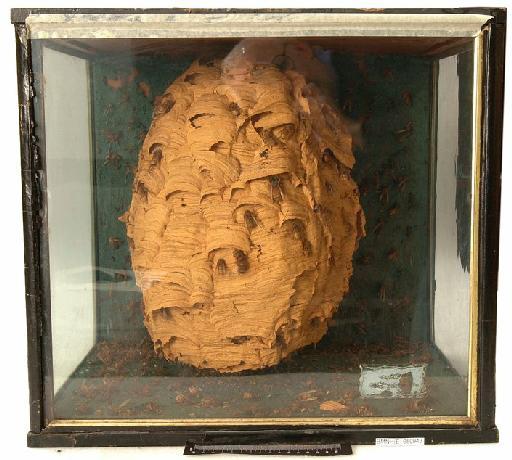 Vespa crabro Linnaeus, 1758 - Hymenoptera Nest BMNH(E) 650943