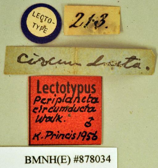 Periplaneta circumducta Walker, 1868 - Periplaneta circumducta Walker, F, 1868, male, lectotype, labels. Photographer: Heidi Hopkins. BMNH(E)#878034