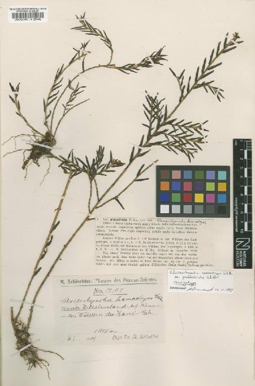 Glossorhyncha hamadryas var. phaeotricha Schltr. - BM000509014