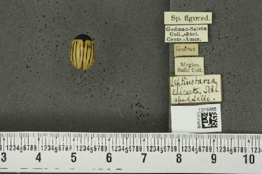 Leptinotarsa calceata Stål, 1858 - BMNHE_1315365_14905