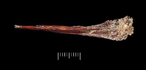 Oreochromis niloticus (Linnaeus, 1758) - NHMUK PV P 76387 Tabun fish spine (view 4)