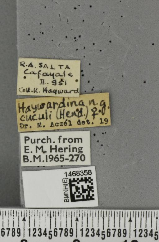 Haywardina cuculi (Hendel, 1914) - BMNHE_1468358_label_42140