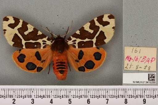 Arctia caja (Linnaeus, 1758) - NHMUK_010419268_a_532134