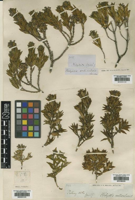 Hedyotis aarticularis R.Br. - BM000833381