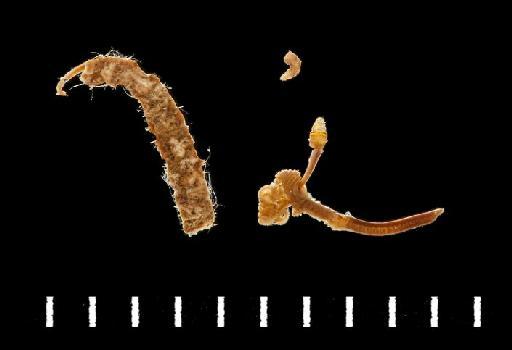 Vermiliopsis babylonia Day, 1967 - Polychaete type specimen; Serpullidae; 1966.26.8 view 2