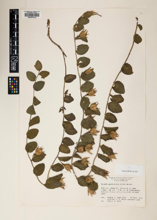 Bonamia grandiflora (A.Gray) Hallier f. - 000758228