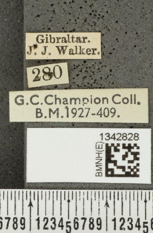 Crioceris (Crioceris) asparagi maculipes (Gebler, 1834) - BMNHE_1342828_label_12074