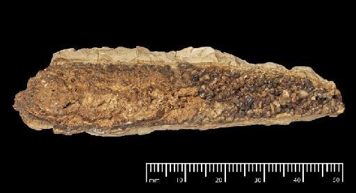 Toxodon platensis Owen, 1837 - NHMUK PV M 102043_3