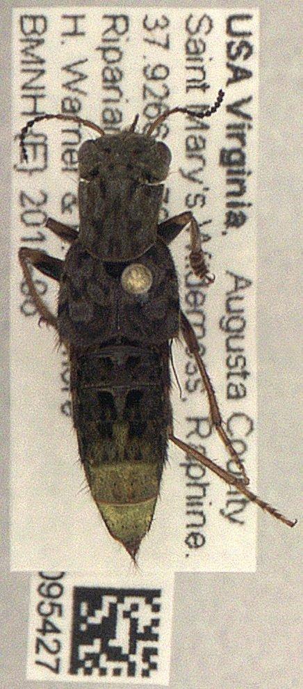 Ontholestes cingulatus (Gravenhorst, 1802) - Ontholestes cingulatus 010095427