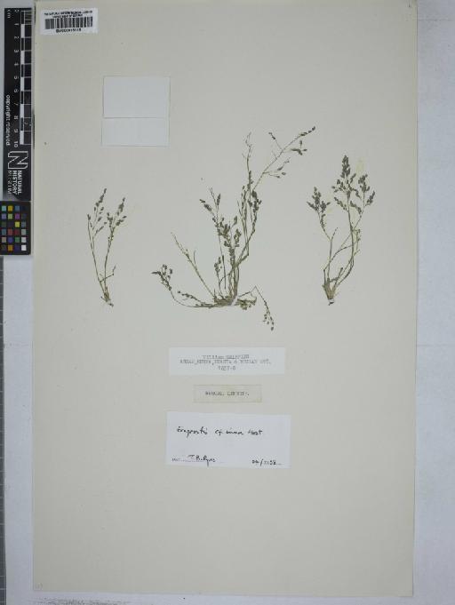 Eragrostis minor Host - 000915115