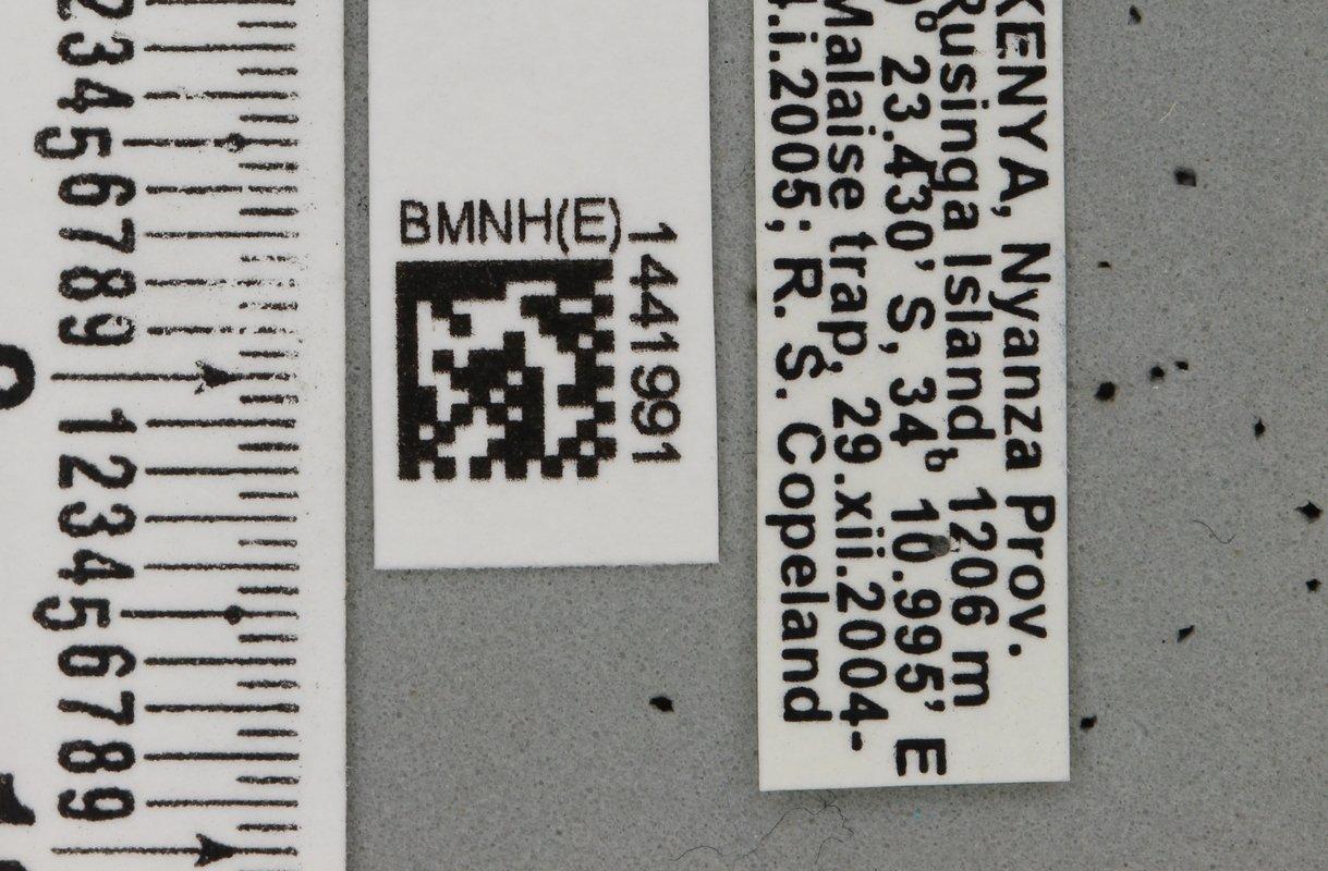 Dacus brevis
