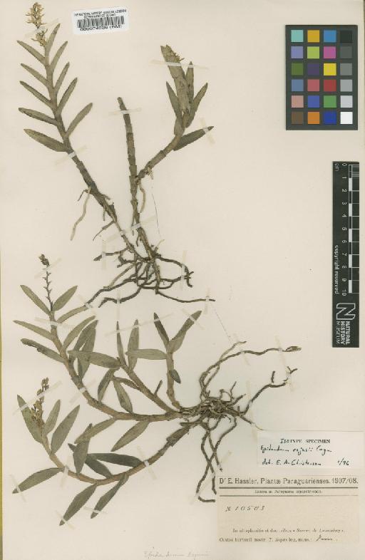 Epidendrum rojasii Cogn. - BM000074339